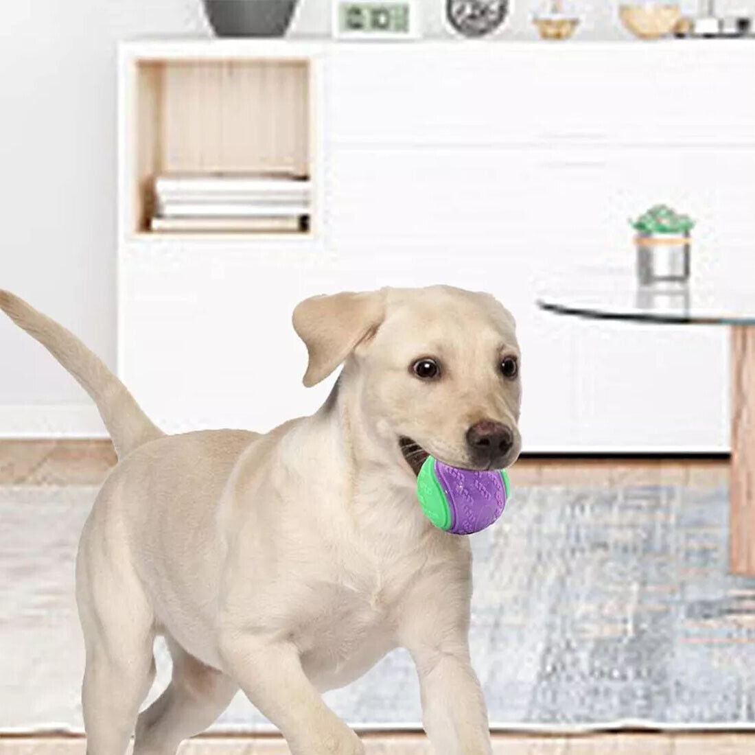 Top-Quality Products for Pet Lovers and Their Companions