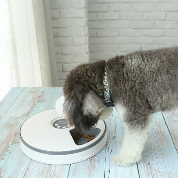 Automatic 6 Day Meal Timed Pet Dog Cat Feeder Food Bowl Auto Holiday Dispenser
